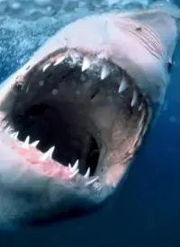 《纪录片：海洋捕食者》：揭秘深海杀戮，震撼人心的海洋生物生存法则