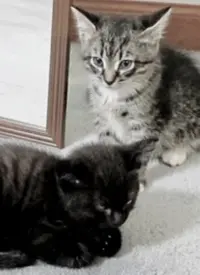 《纪录片：萌宠记》：治愈你的不开心，毛茸茸的小可爱来袭！