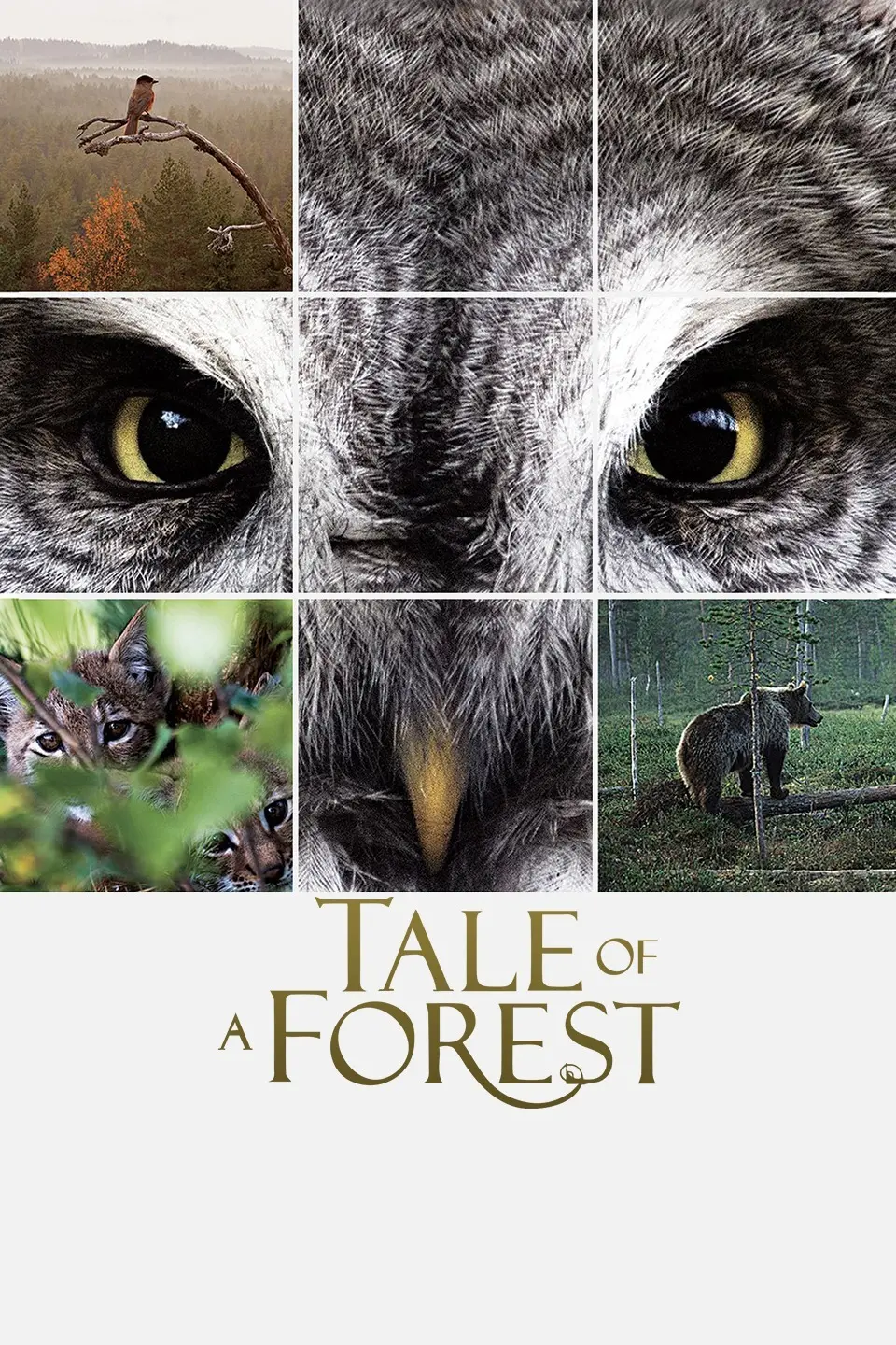 《森之传说》：宫崎骏风格的环保童话，一部充满奇幻色彩的自然赞歌。